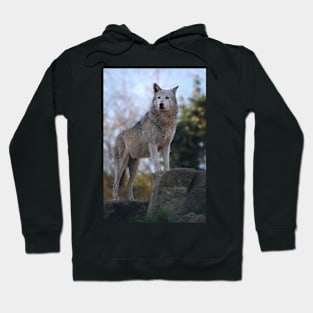 Wolf Hoodie